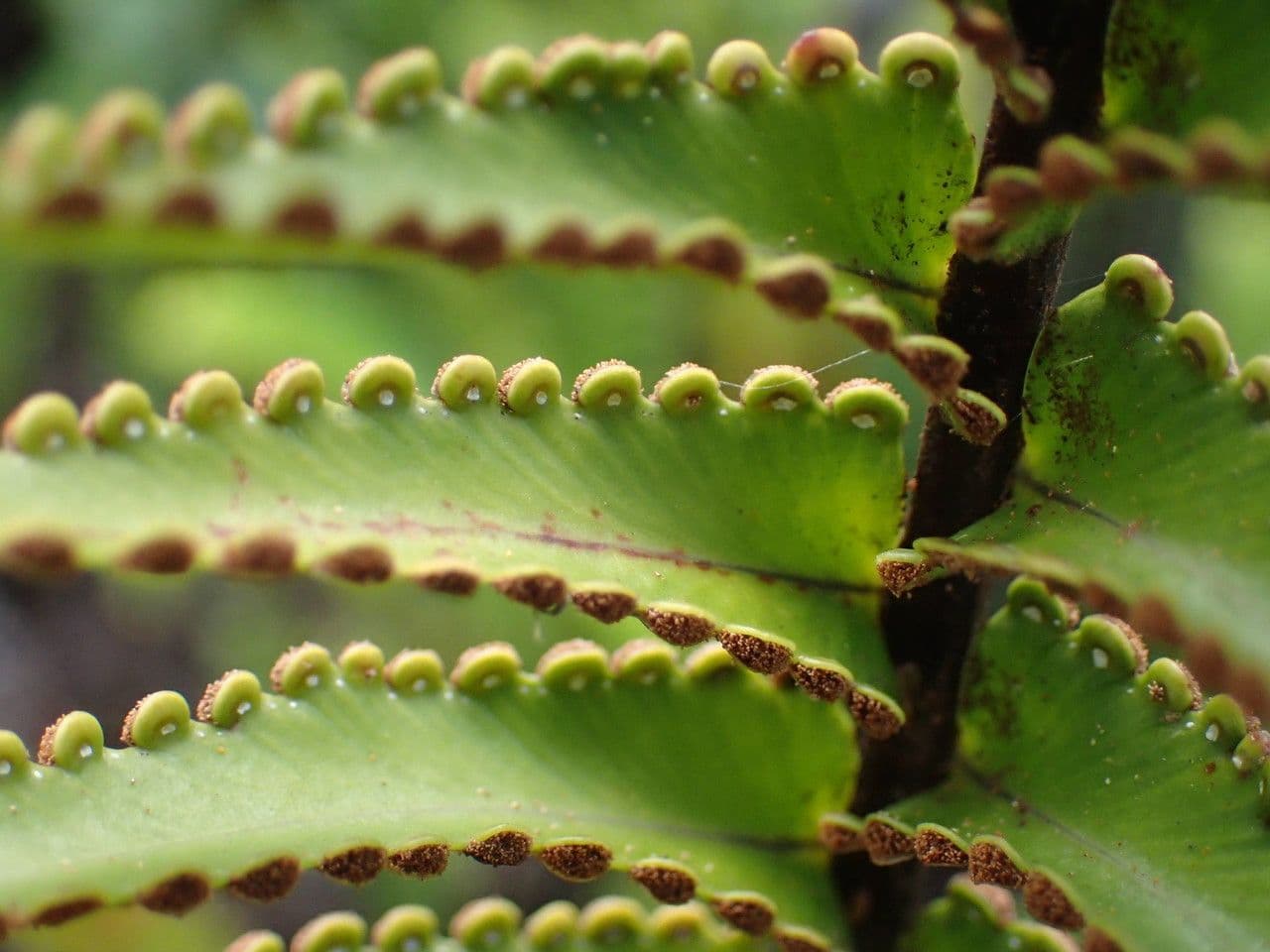 Nephrolepis 3