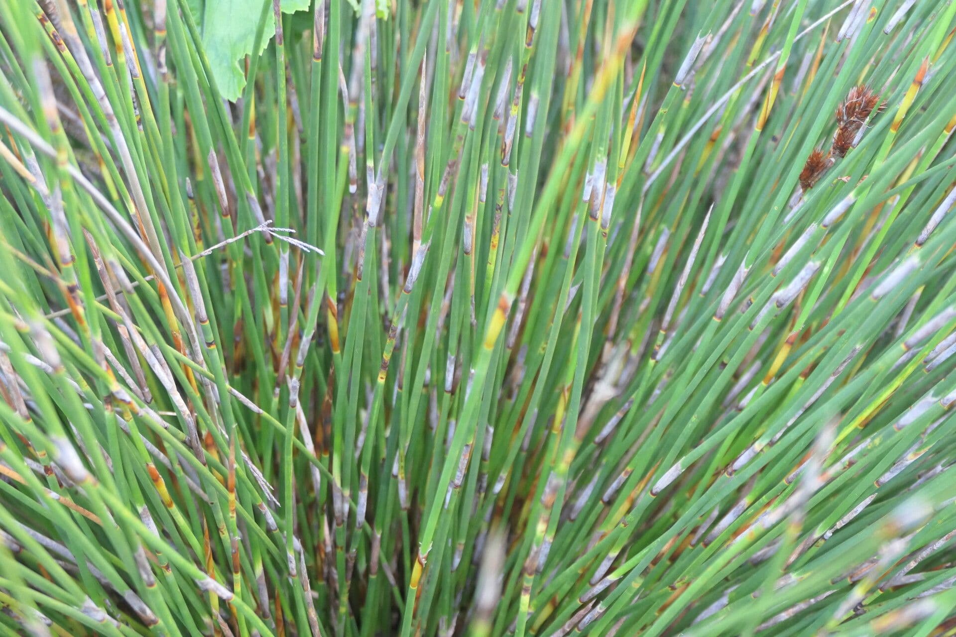 Thamnochortus 3
