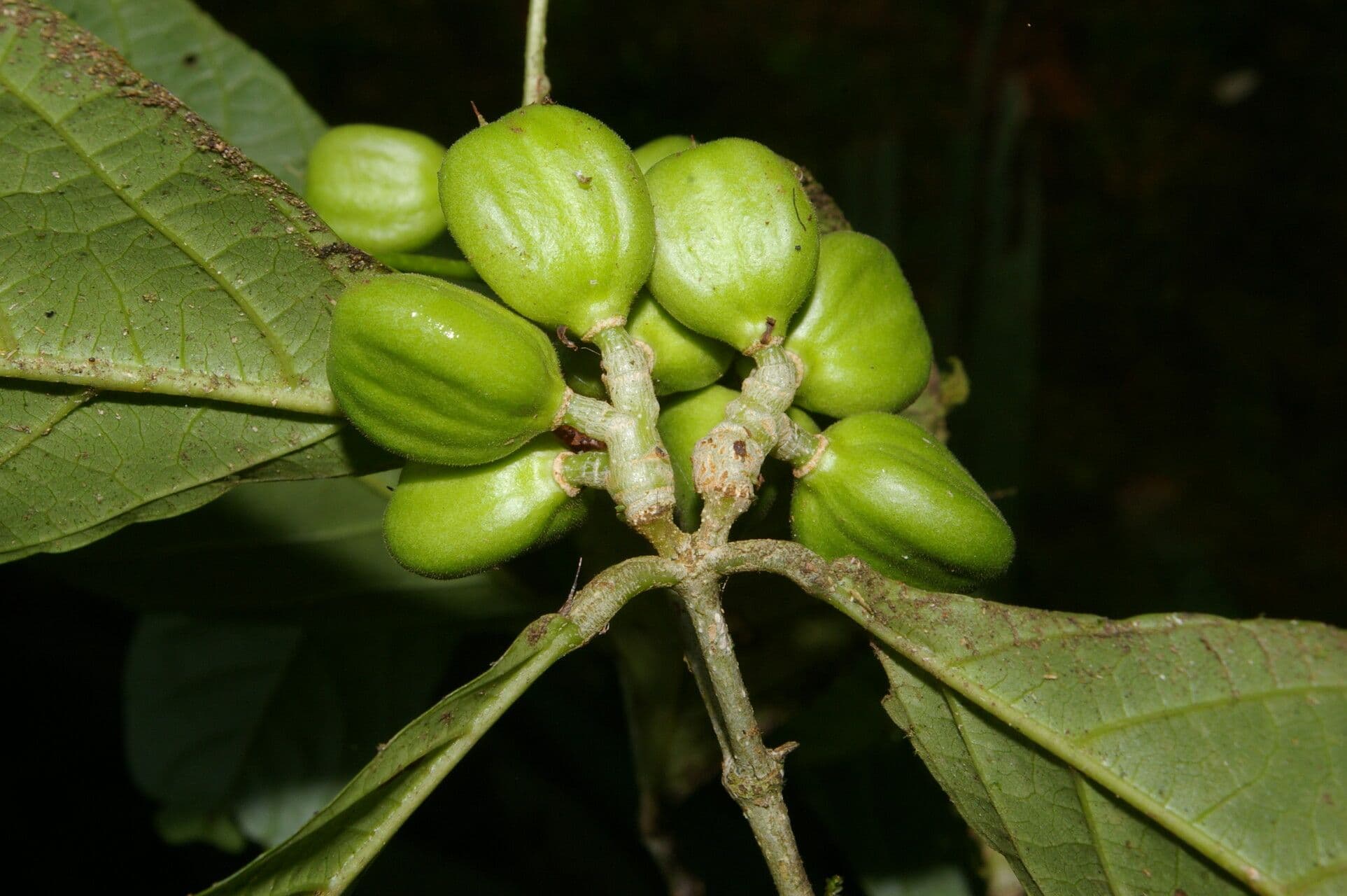 Rinorea 2