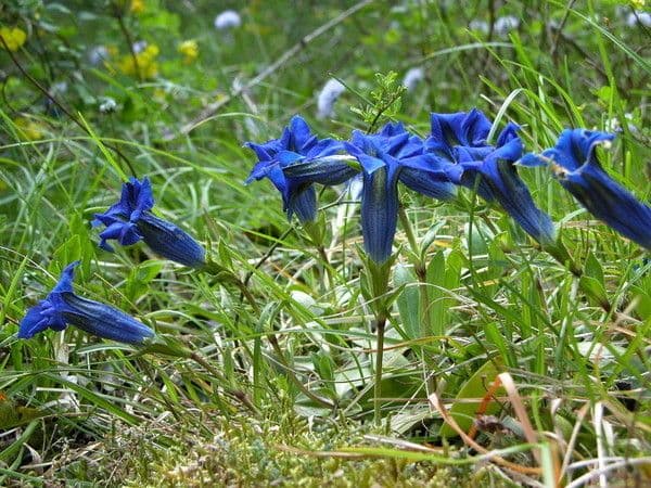 Gentiana occidentalis 9