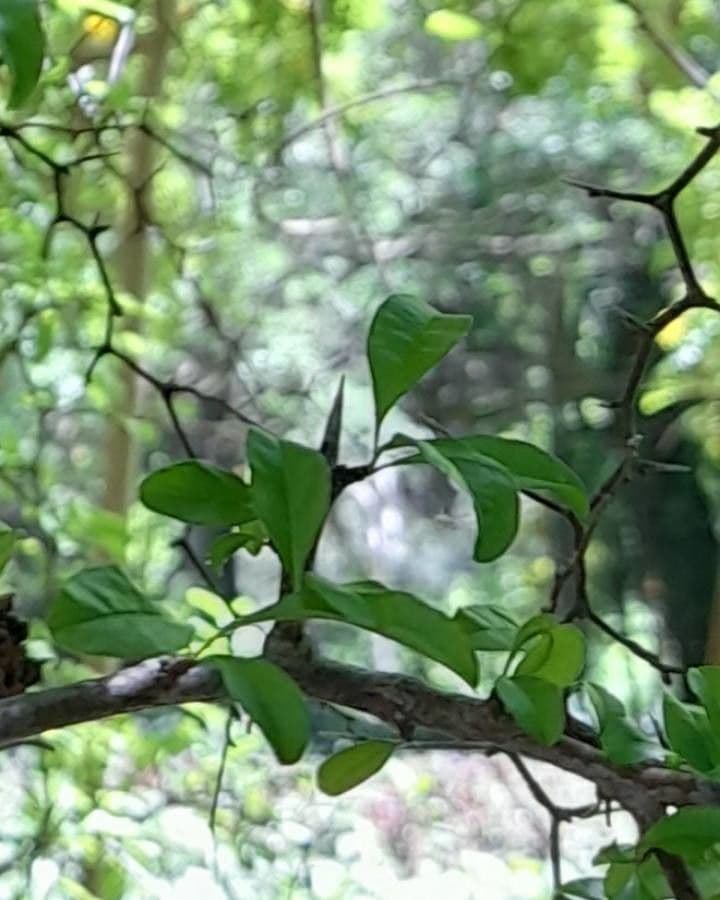 Pachysandra 17