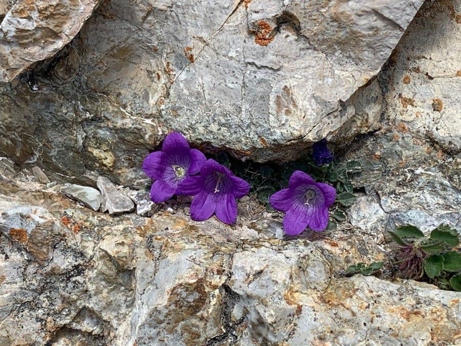 Campanula 3
