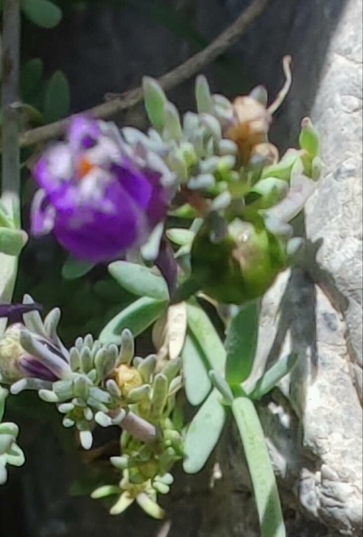 Linaria alpina 2