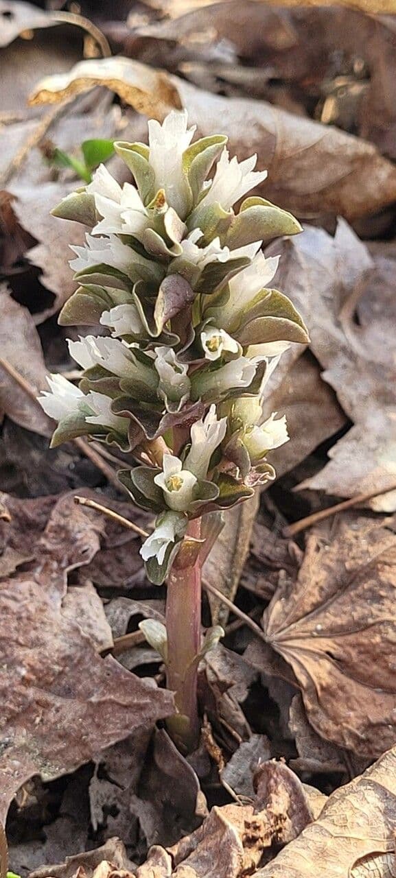 Viereckblume 3