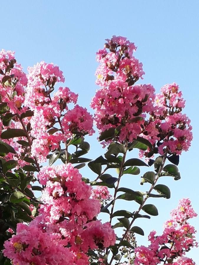 Lagerstroemia 10