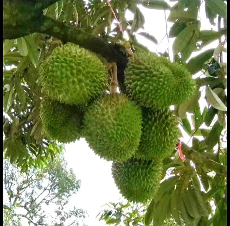 Durian 2