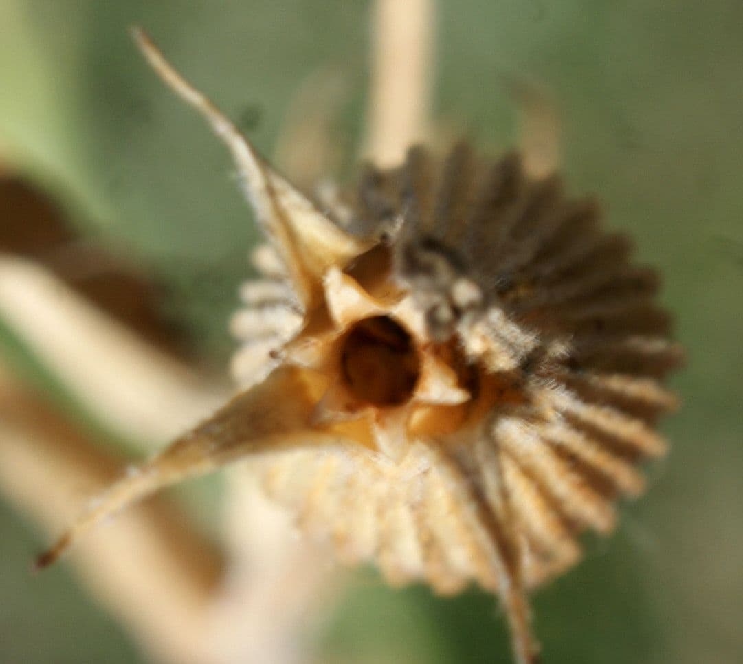Silene conica