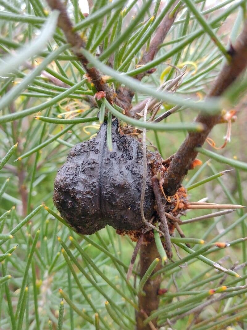 Hakea gibbosa 4