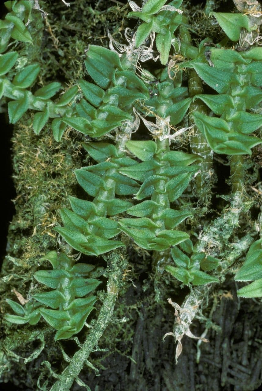 Dendrobium