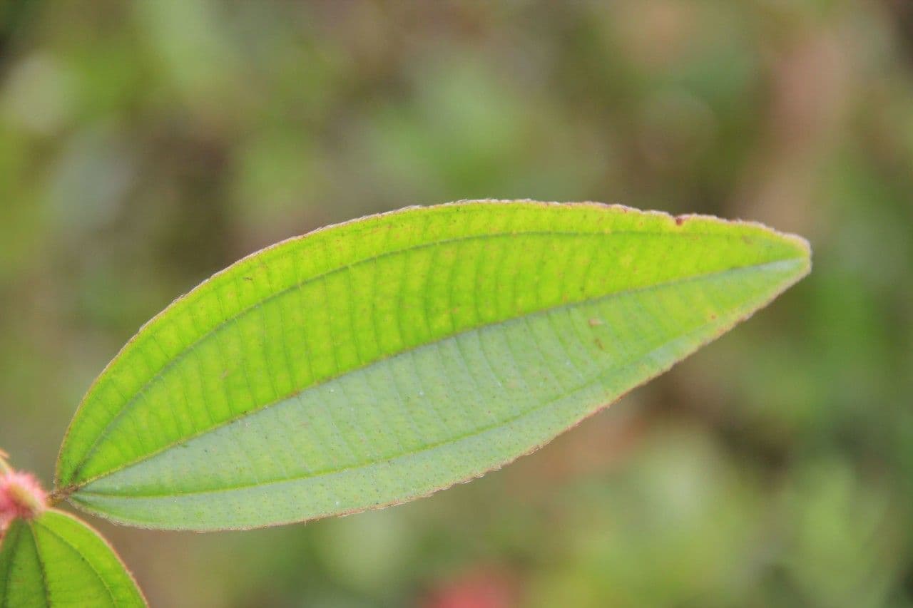 Ossaea 14