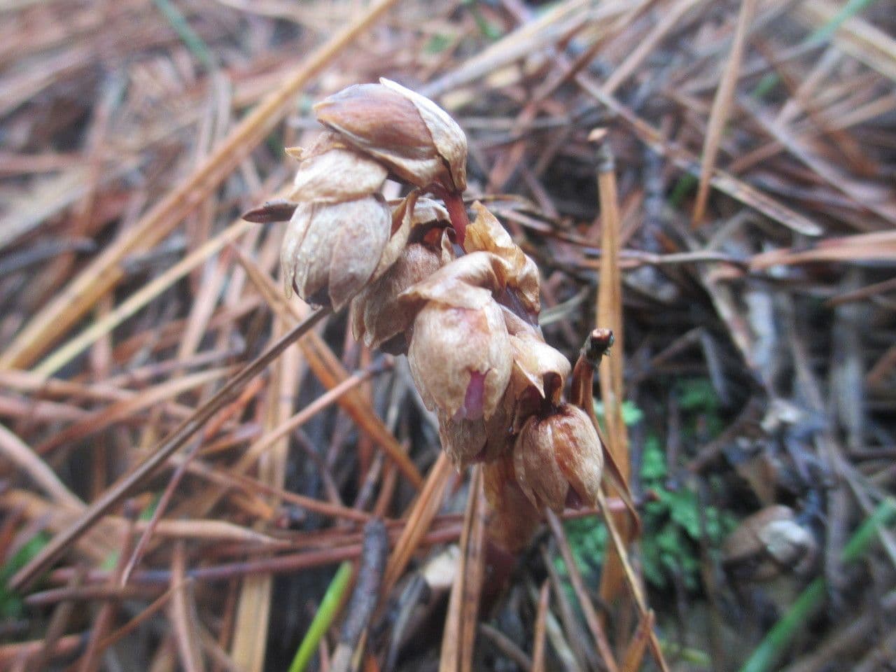 Monotropsis odorata