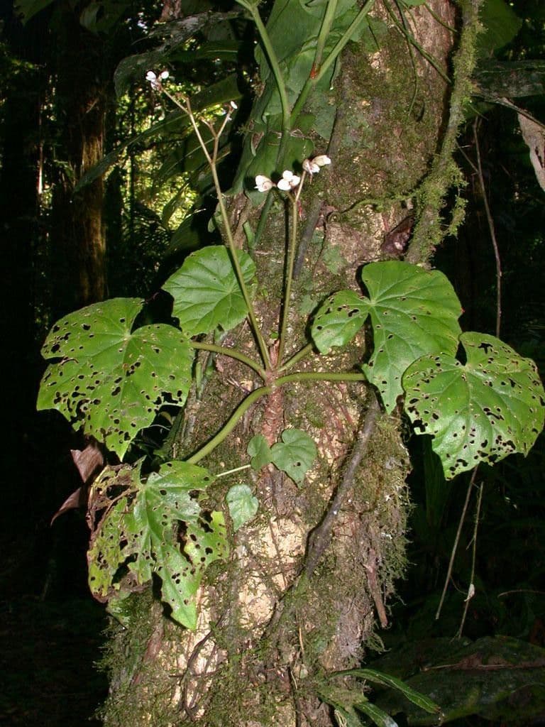Begonia 23