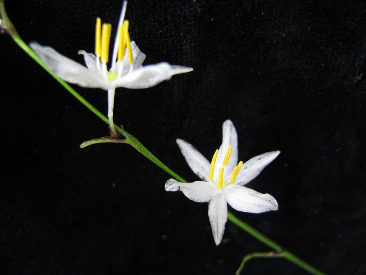 Zelenec 4