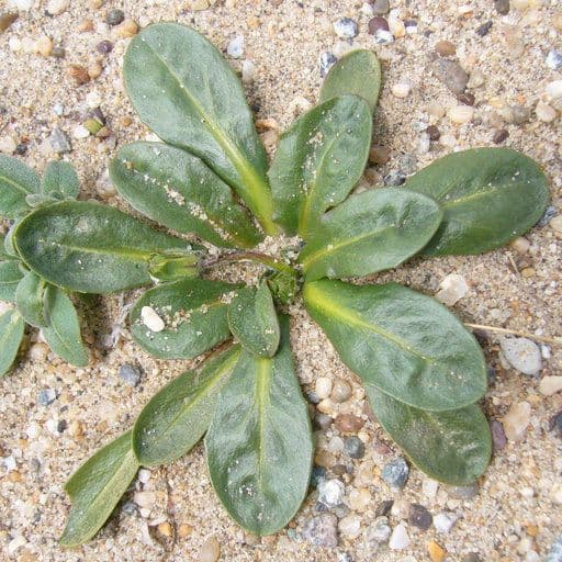 Agoseris apargioides 12