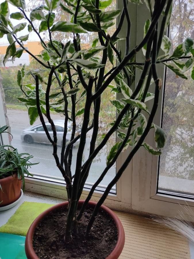 Ziegenbart 25