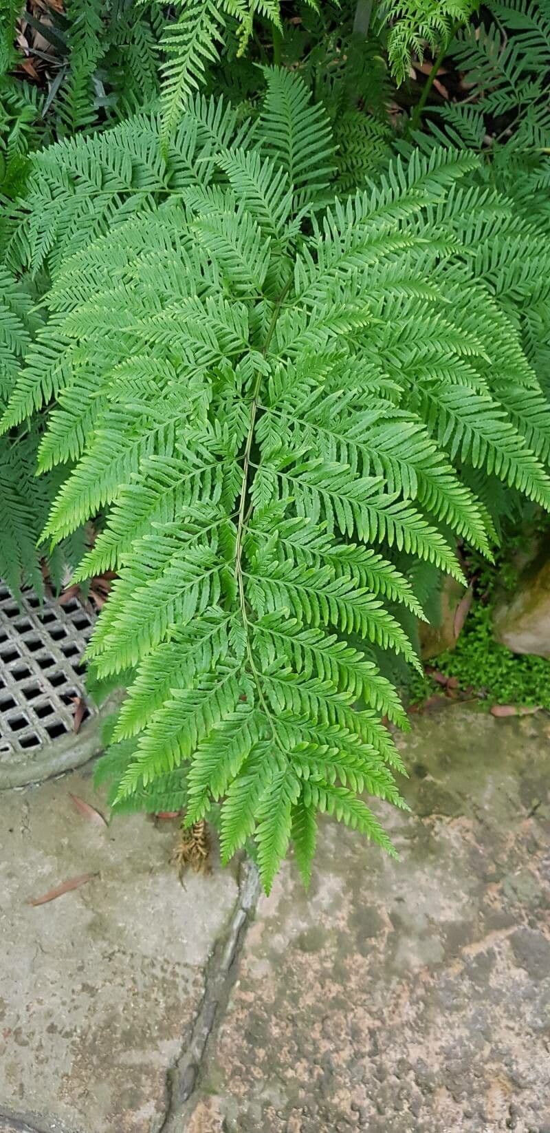 Pteris tremula 6