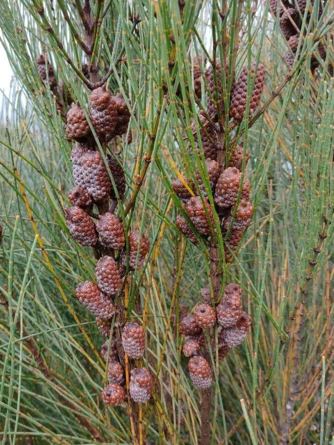 Casuarina pendula