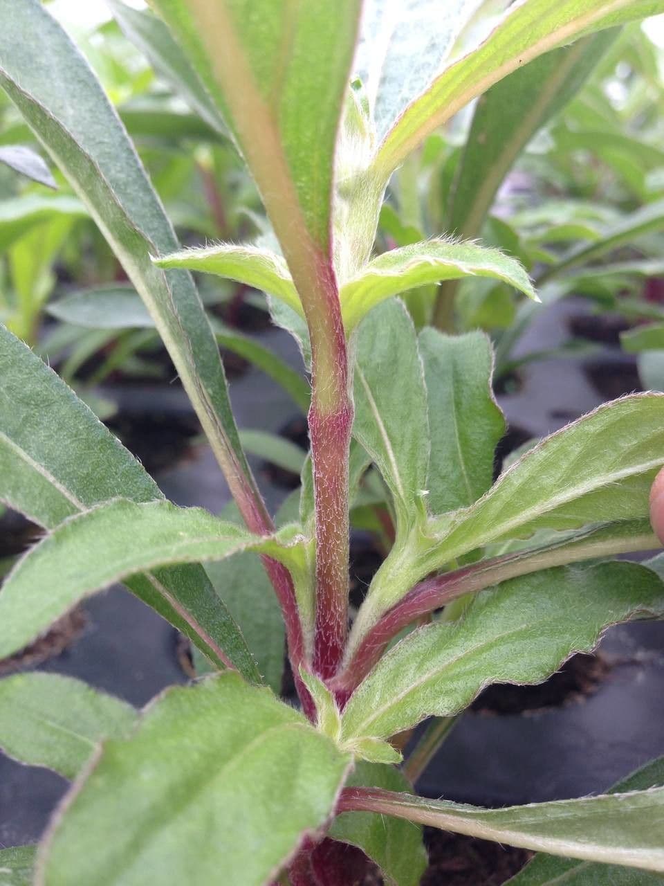 Gomphrena globuleuse 22