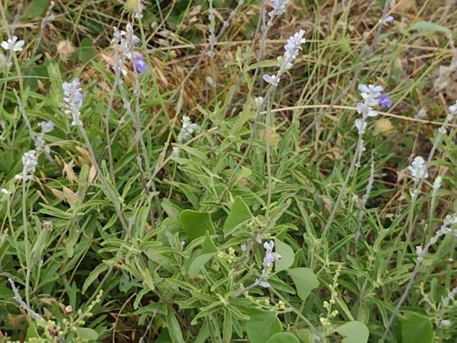 Salvia reflessa