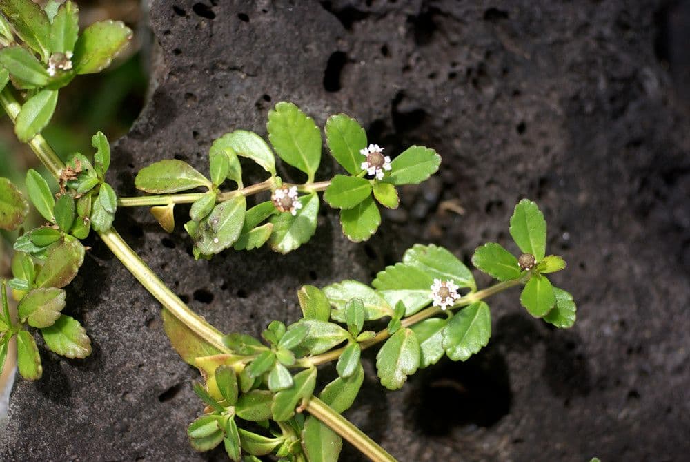 Fila nodiflora 25