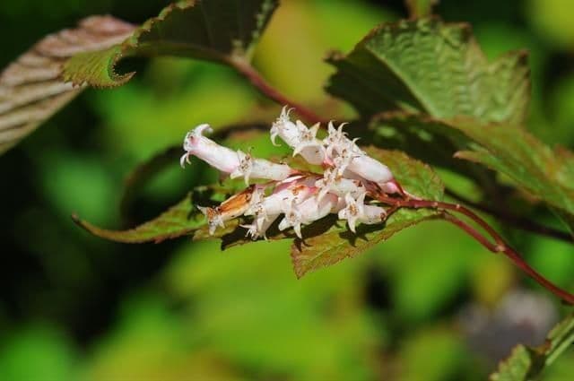 Neillia 3