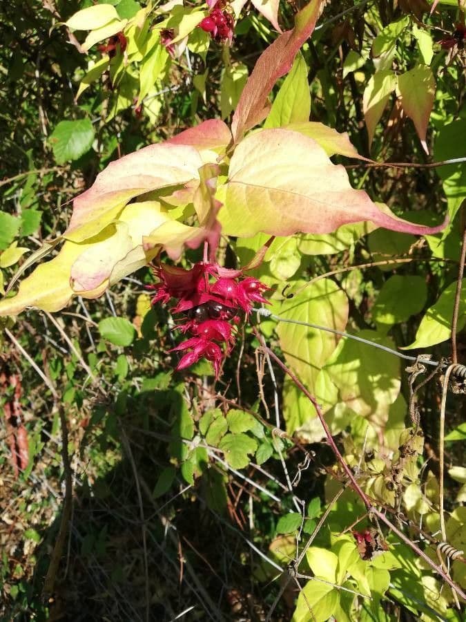 Leycesteria 2
