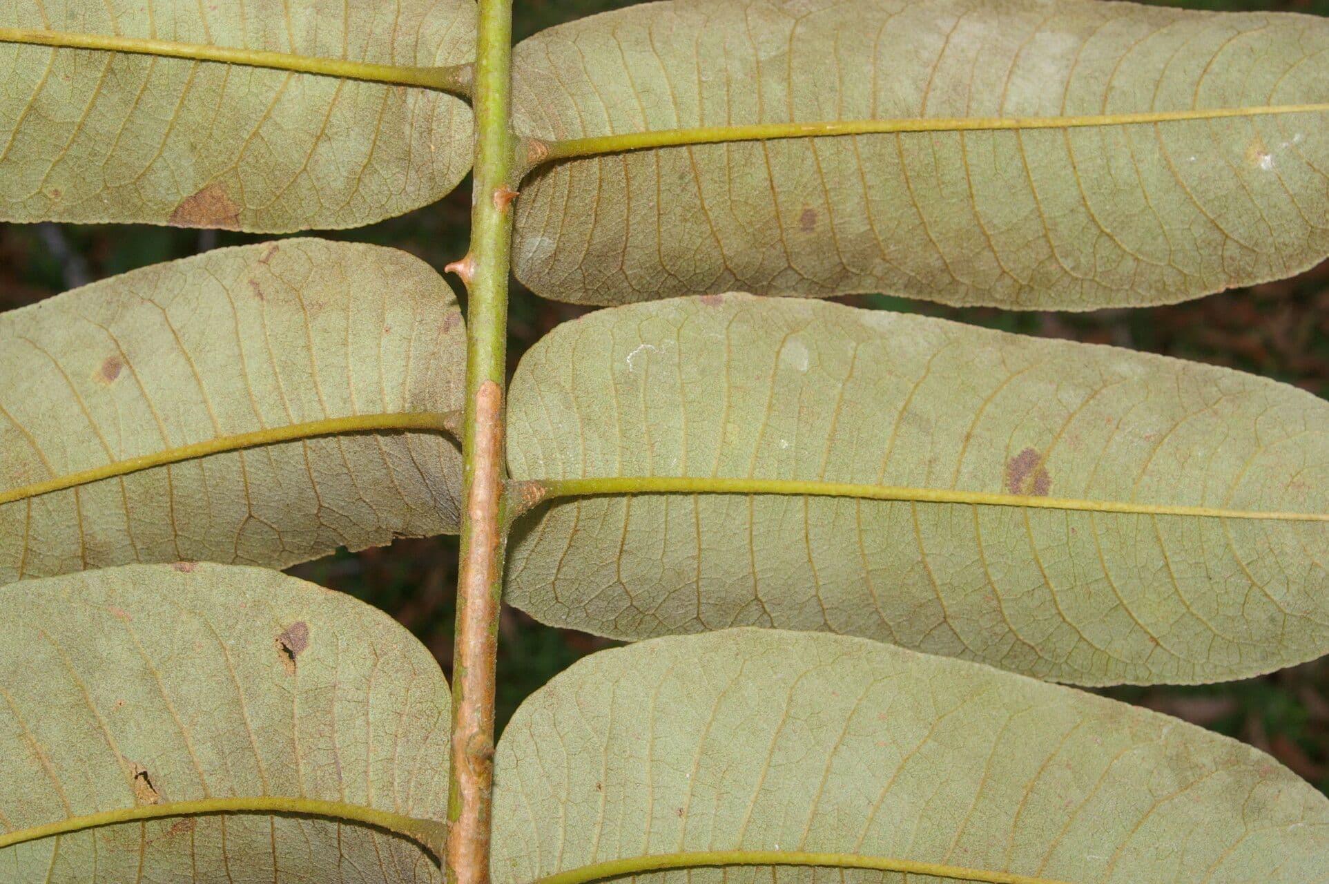 Zanthoxylum 10