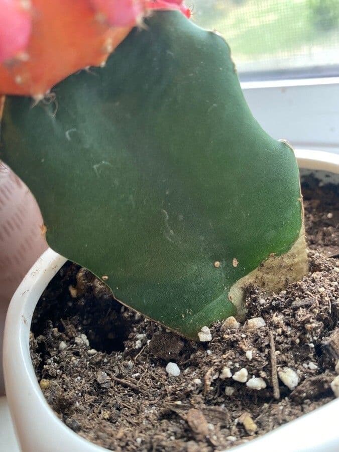 Cactus lunare 25