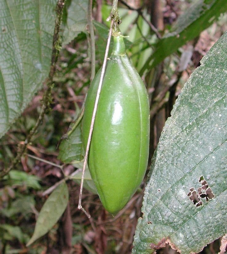 Anemopaegma 3