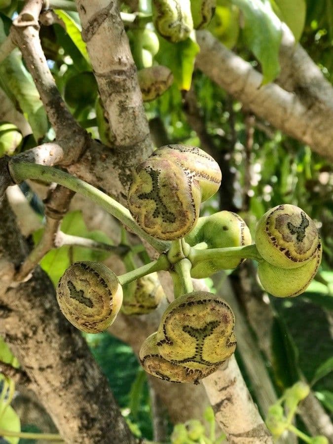 Heptapleurum