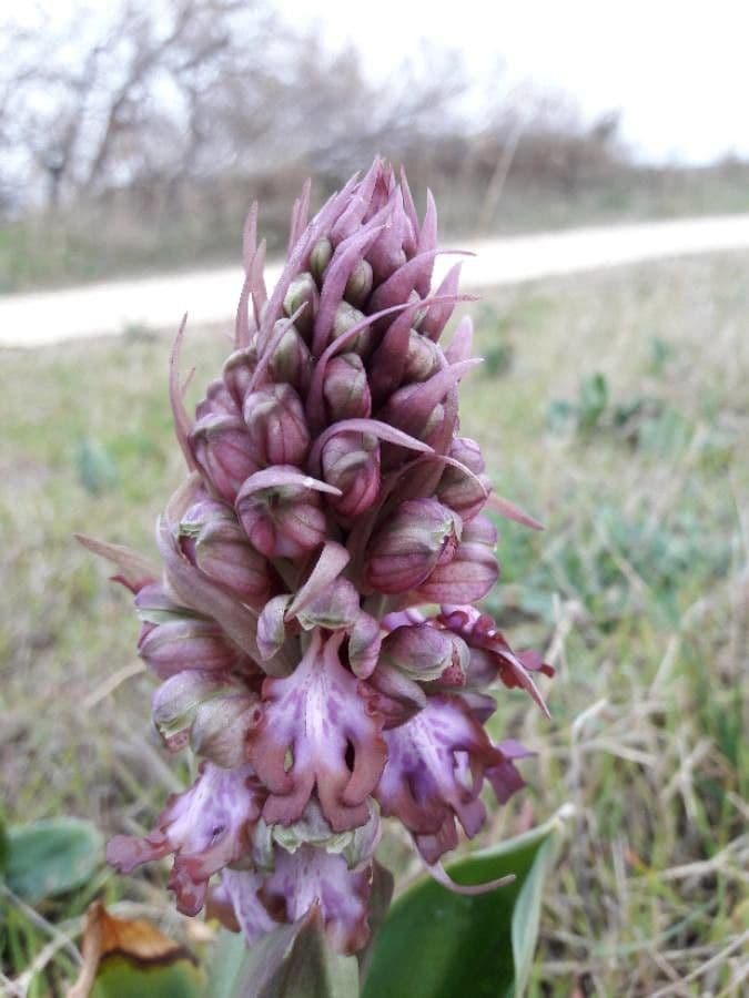 Orchis géant 9