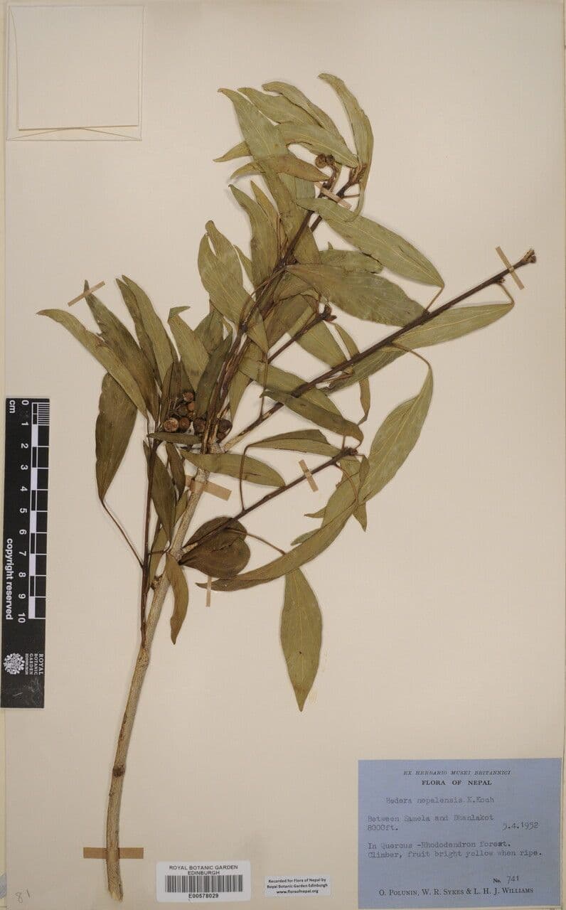 Edera nepalese 15