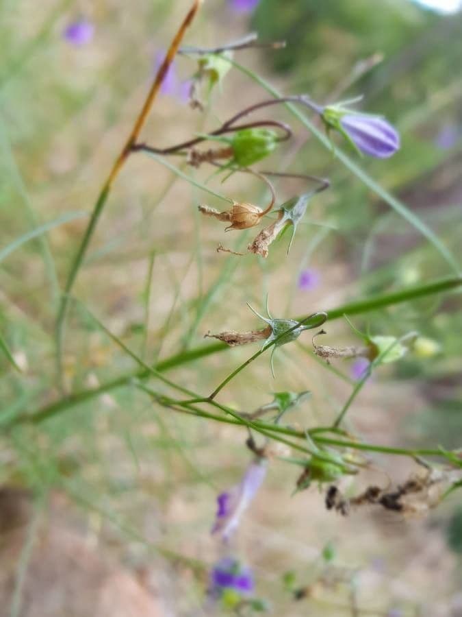 Campanula di Scheuchzer 5