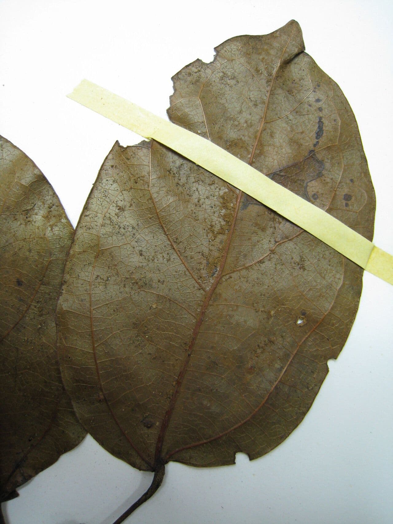Glycydendron 11