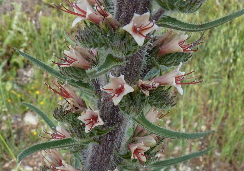Echium 2