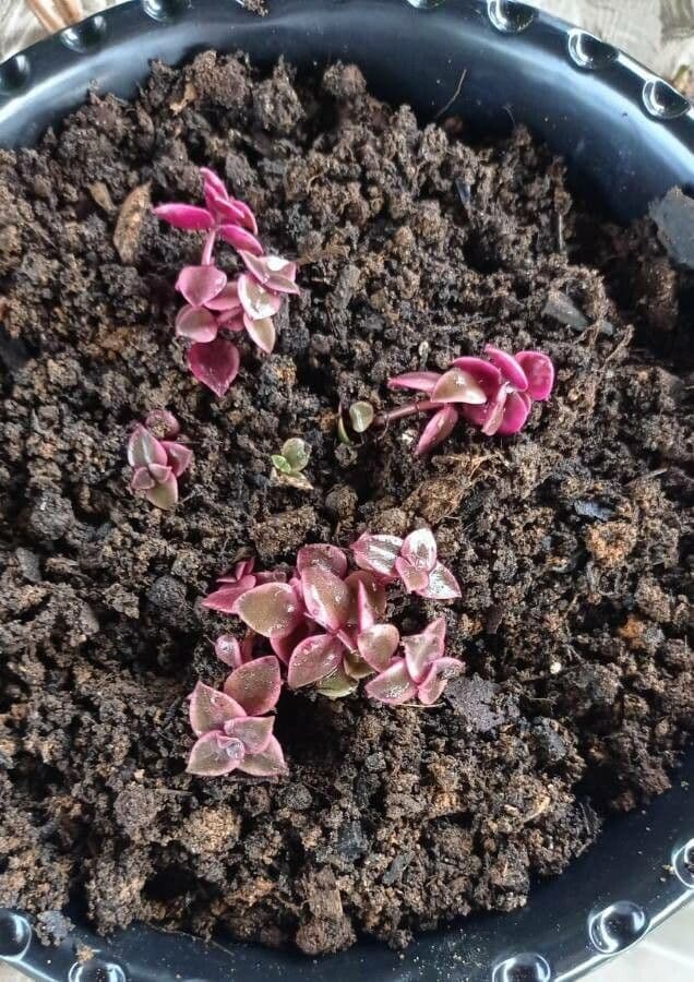 Crassula