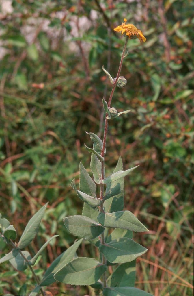 Asch-Sonnenblume 7