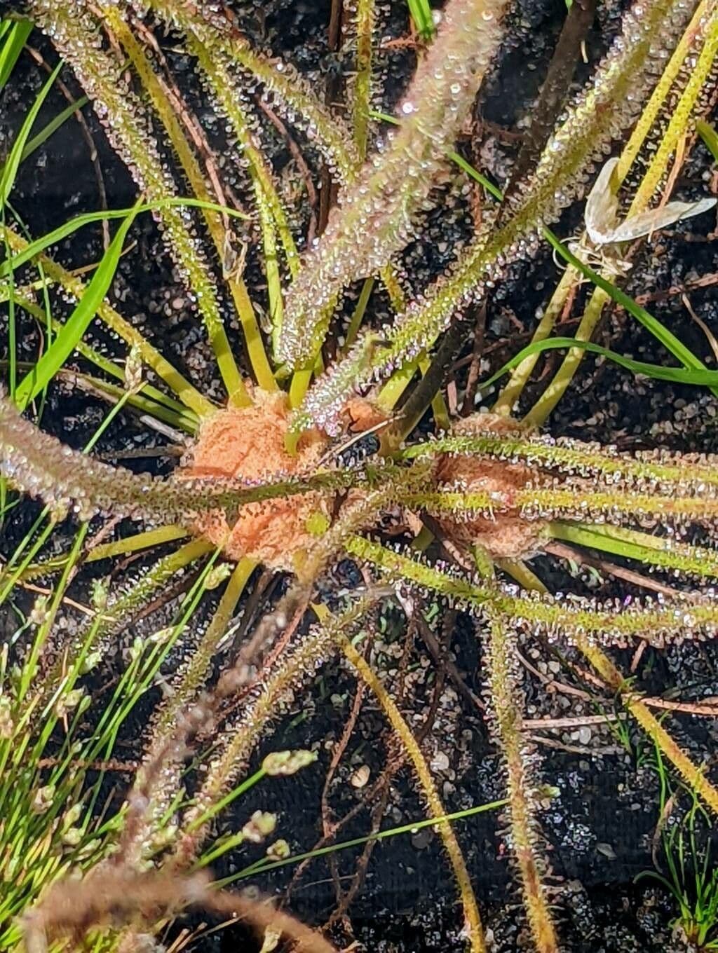 Threadleaf sundew 16