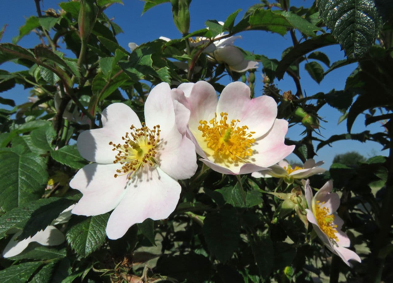 Rosa 9