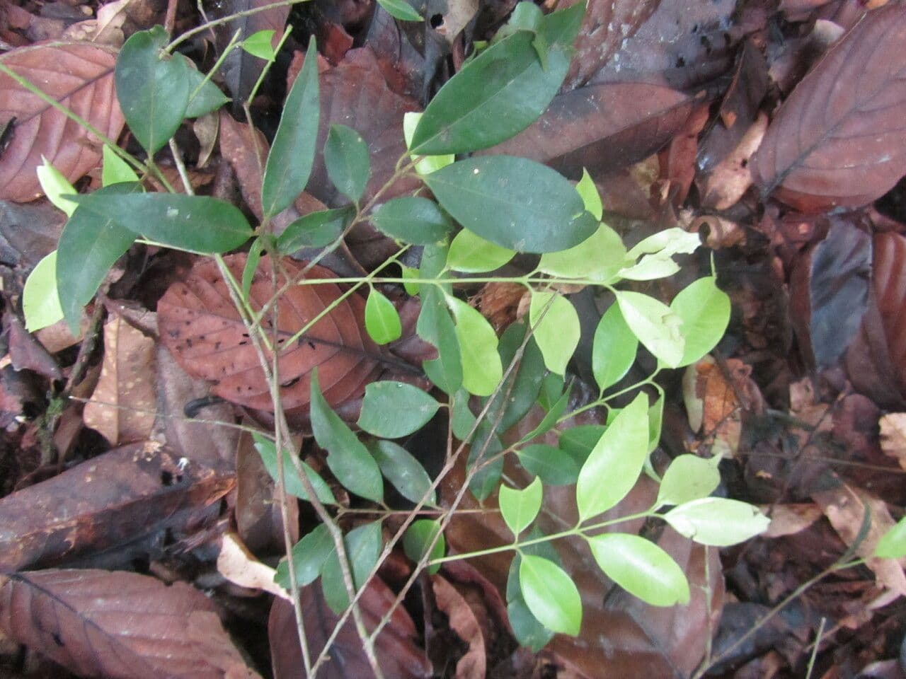 Myrciaria 7