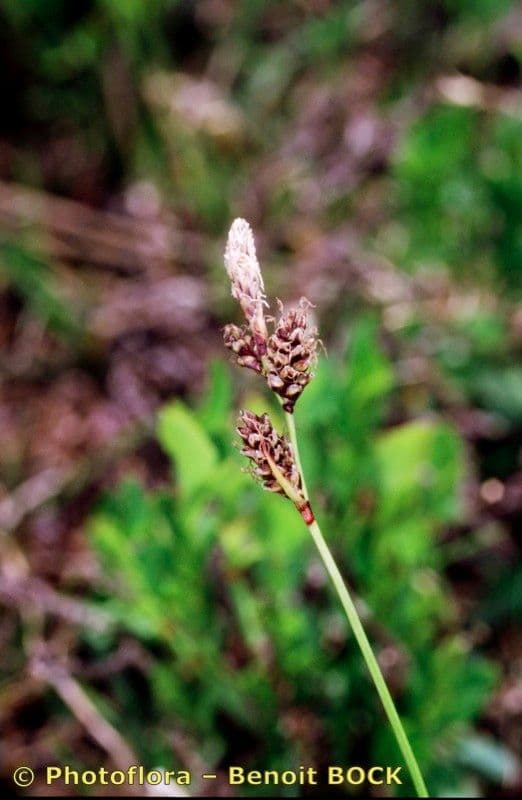 Heide-Segge