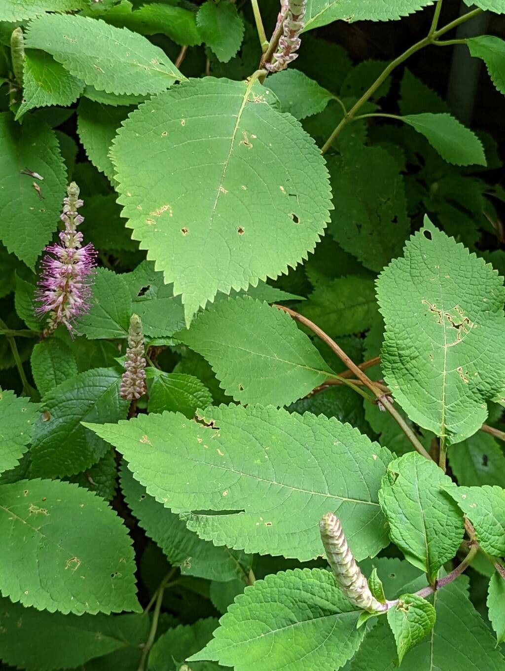 Menthe 5