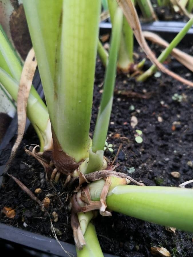 Thalia dealbata 17