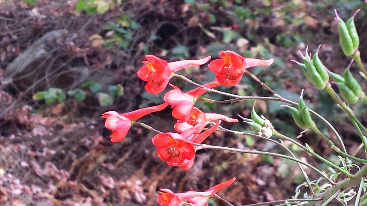 Delphinium cardinale 10