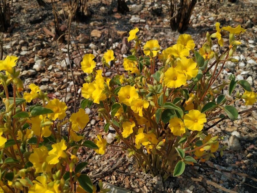 Acetosa pelosa 2