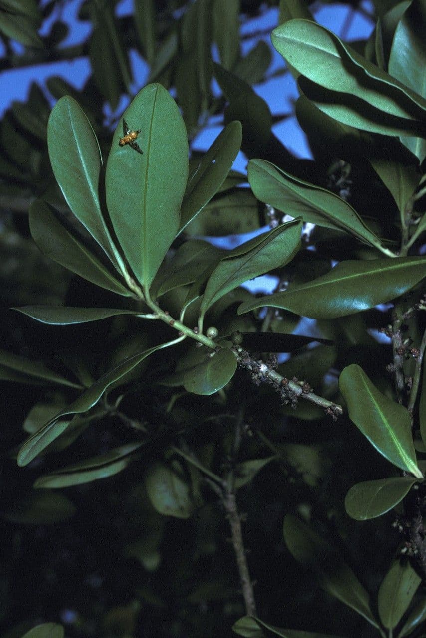 Myrsine