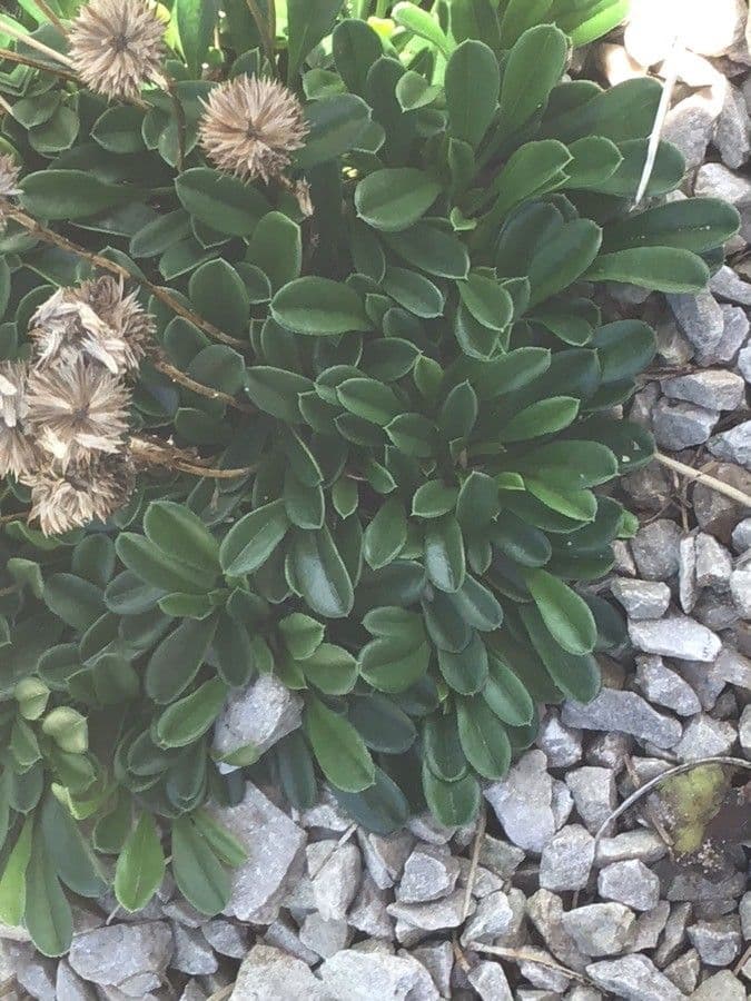 Globularia 13