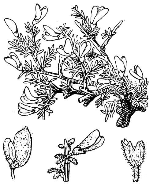 Färberginster 18