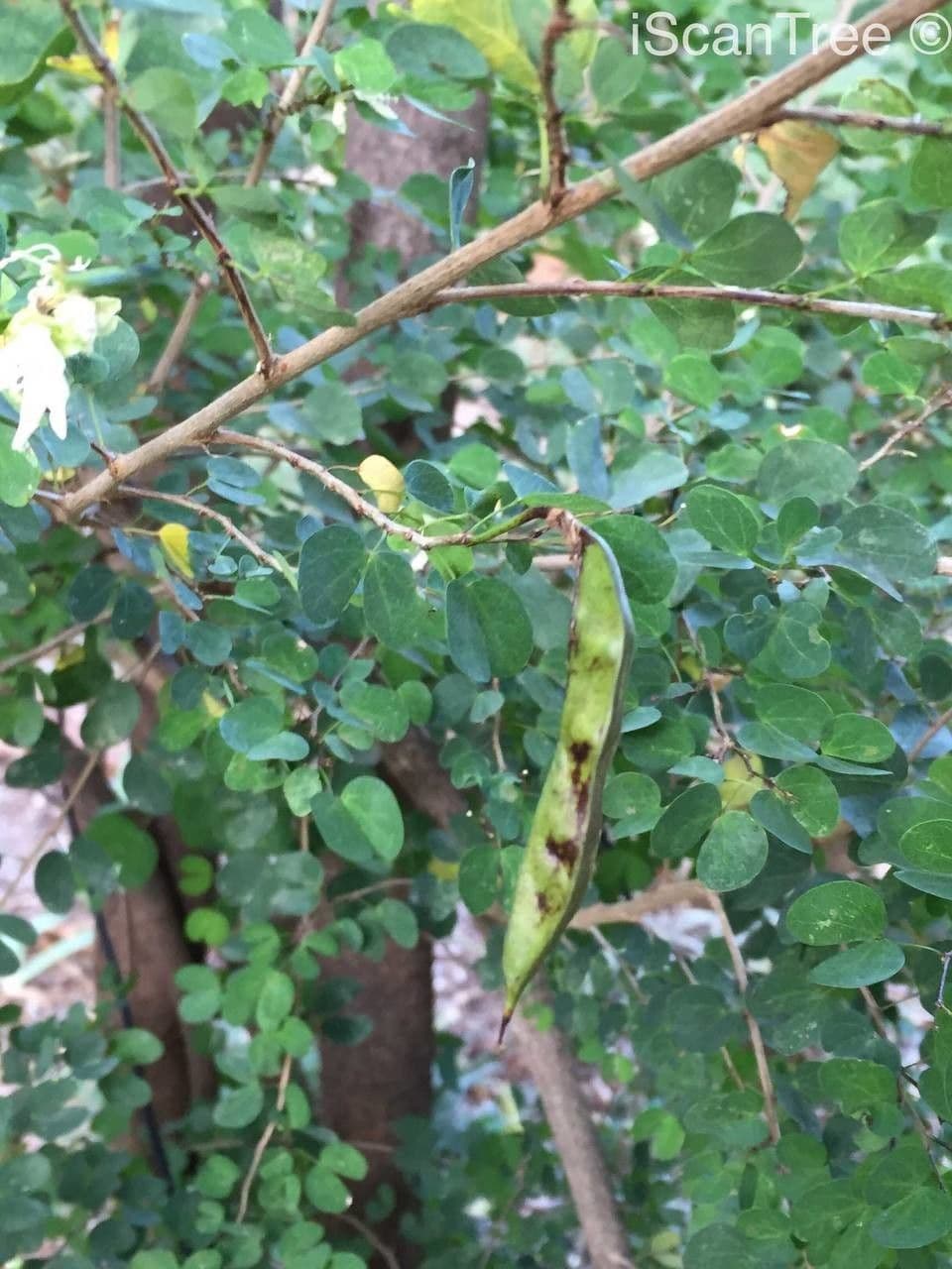 Bauhinia 16