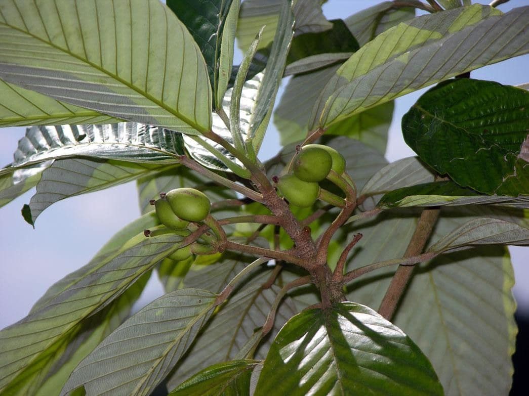Pourouma 18
